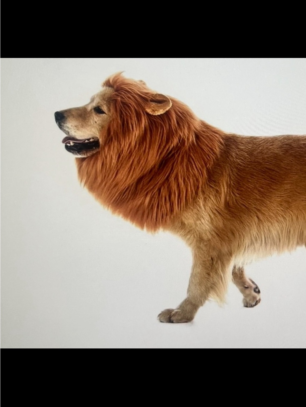 Playful Brown Lion Mane Costume for Dogs - Pet Accessory Wig and tail L/XL